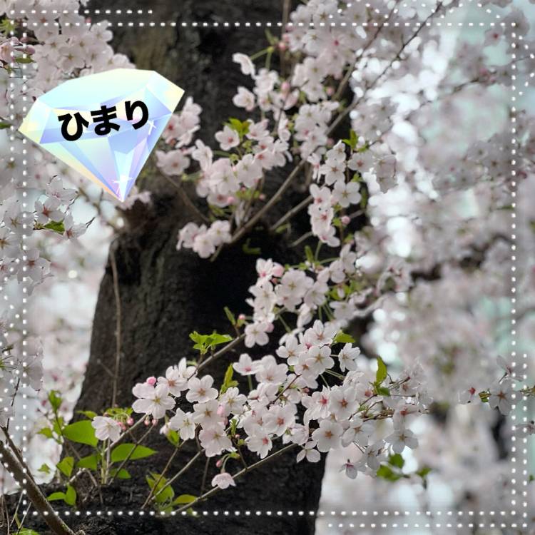 さくら