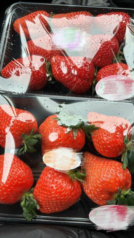 菊池あむ（ブルーバード）