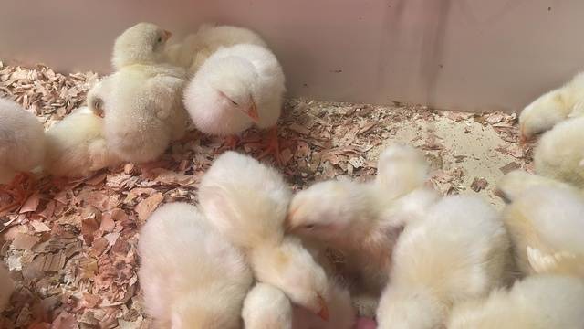 生き物と触れ合える♡