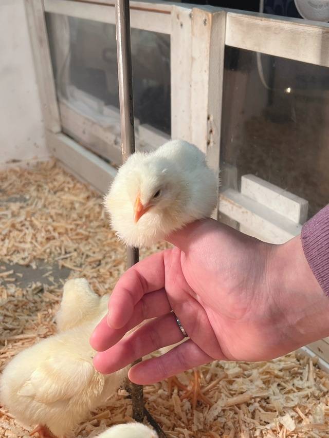 ひよこ🐣🐣