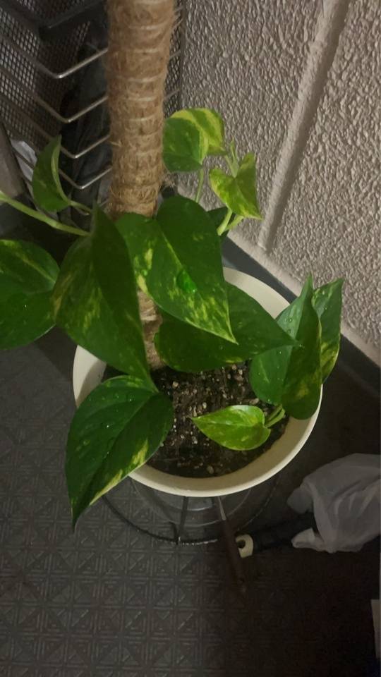 大きく育ちました！