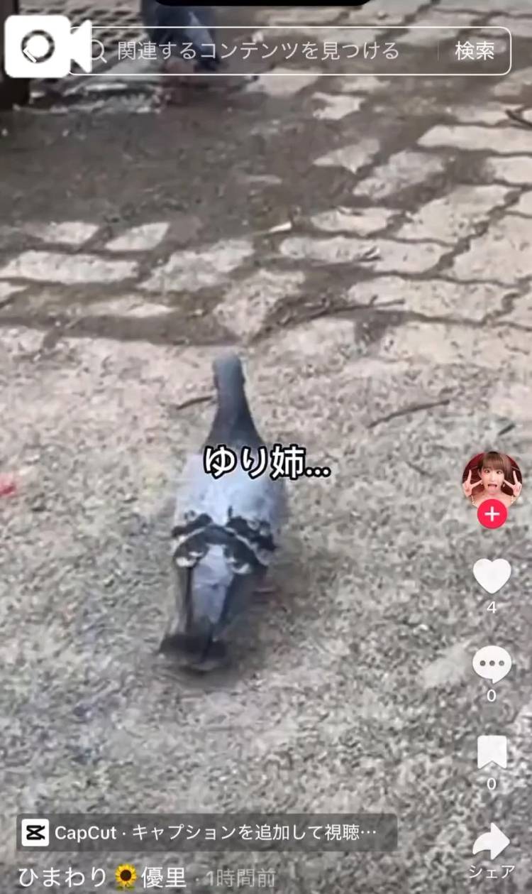 ​​​​​​​🕊️今夜のTikTokも更新っ💓鳩さんと双子コーデ？😂🌻