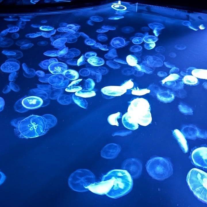 ﾓｳﾑﾘﾎﾟ