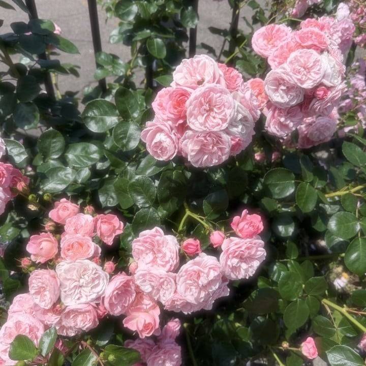 本日14時まで！♡