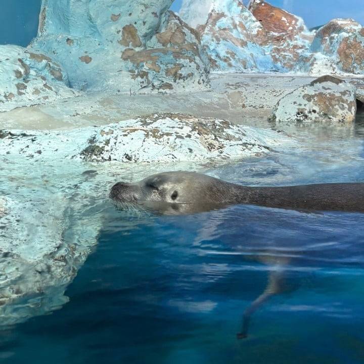 🦭💓