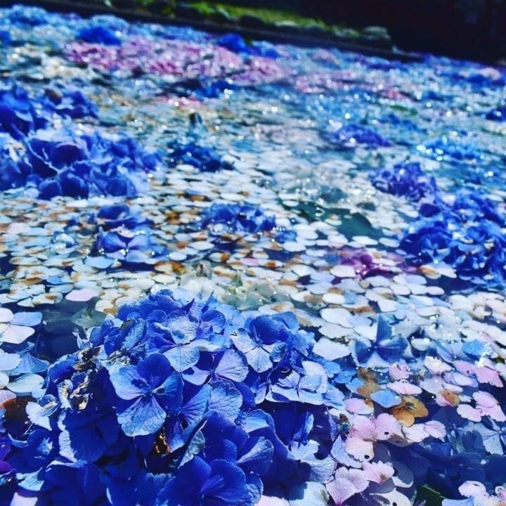 お花が好きなまどか