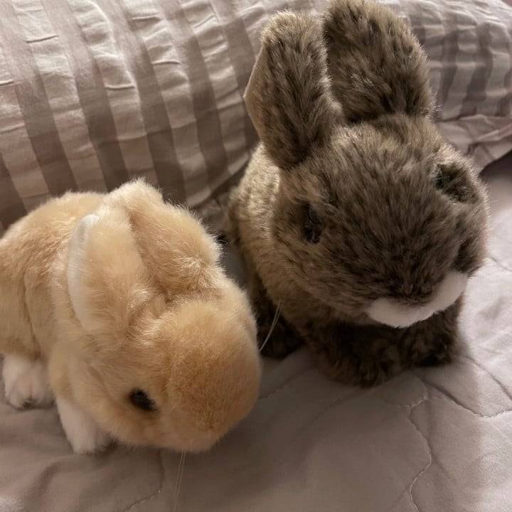 バニー🐰