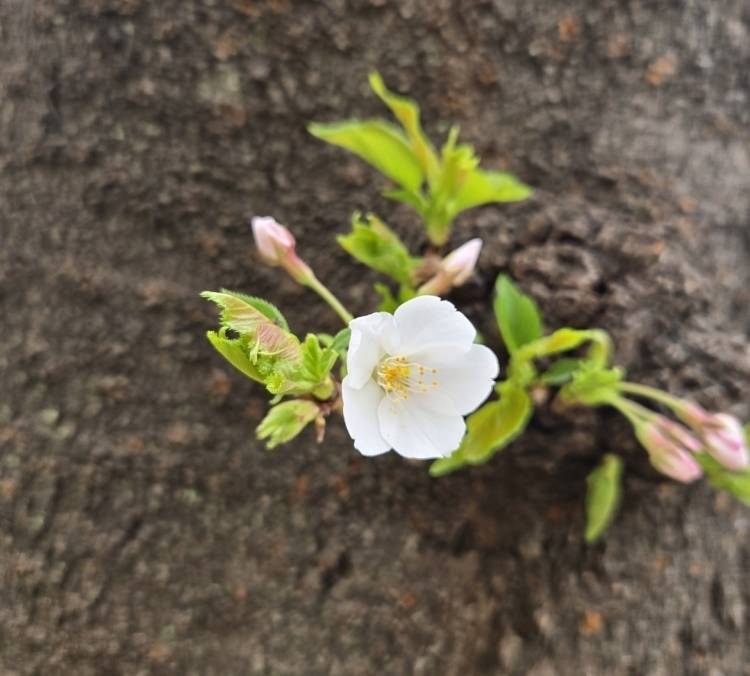 イナ（ソープランド クラブハートDX）