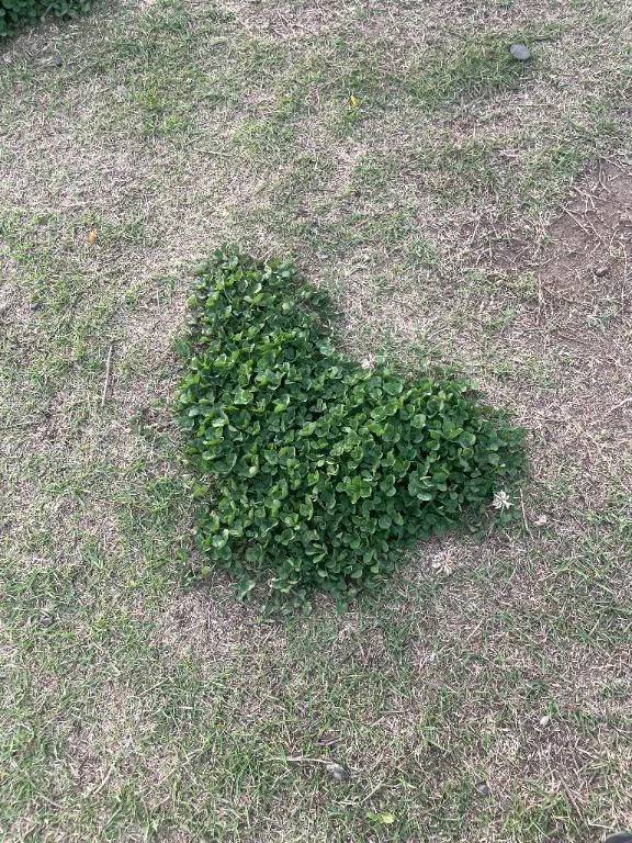 ごめんなさい、