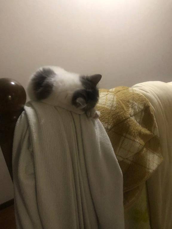 飼い猫可愛すぎる🥰