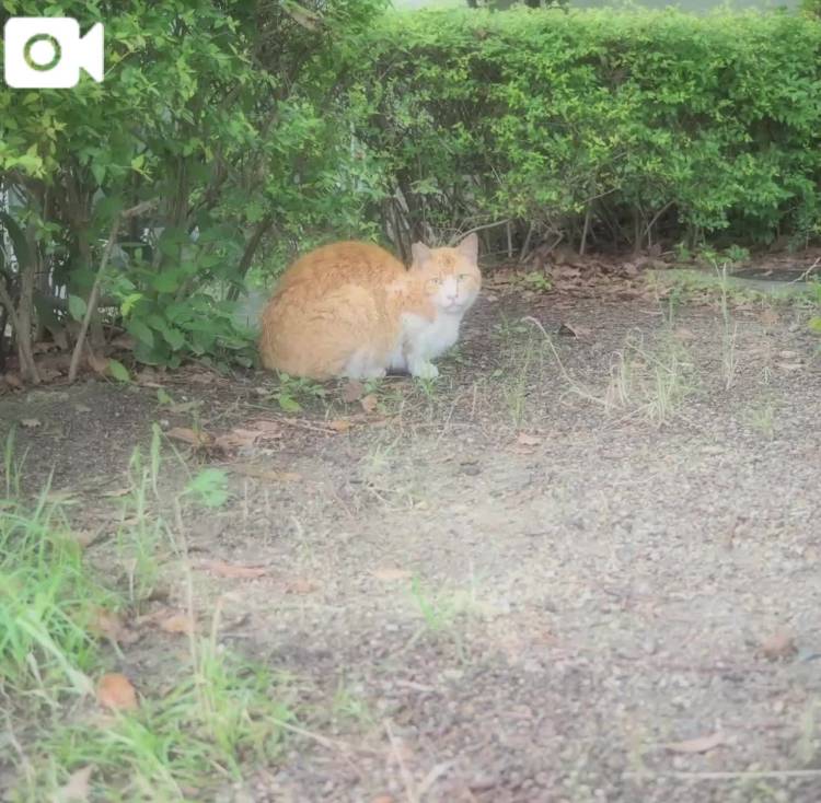 おはにゃん🐈