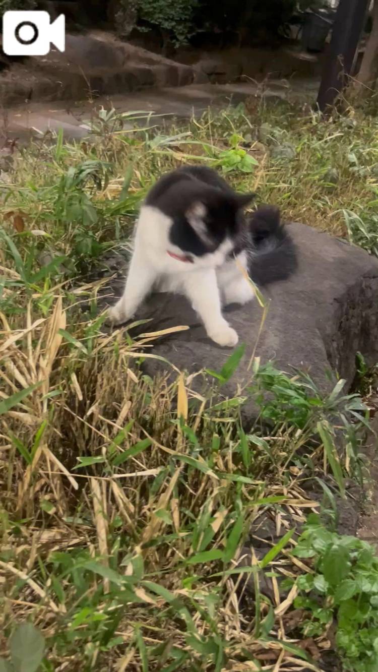 🐈