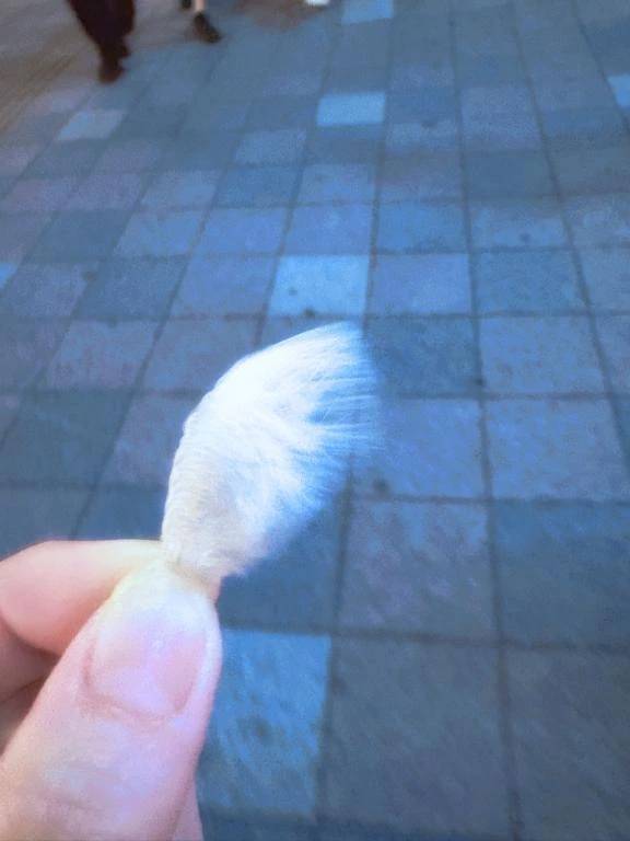 羽が舞い降りてきた