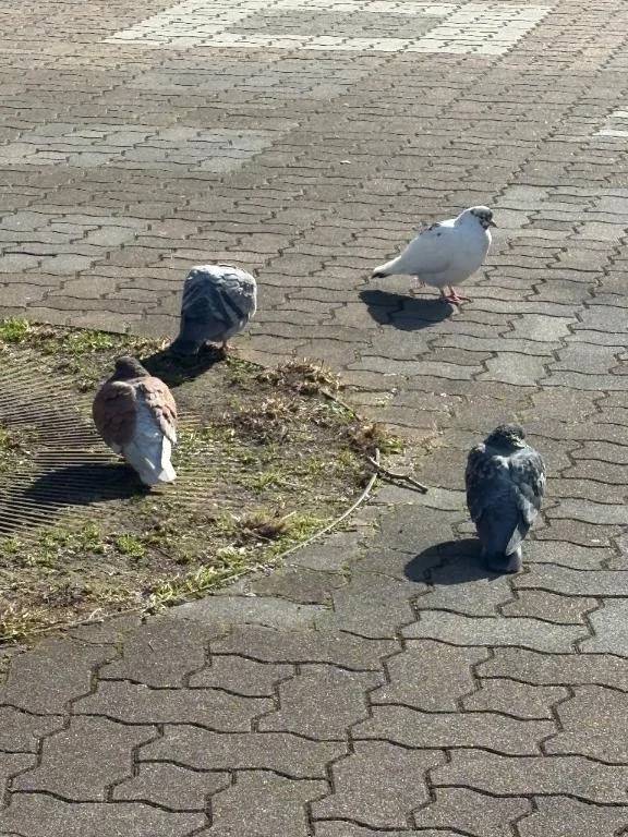 切り過ぎた前髪を笑って