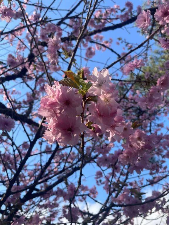 桜咲いてた!!