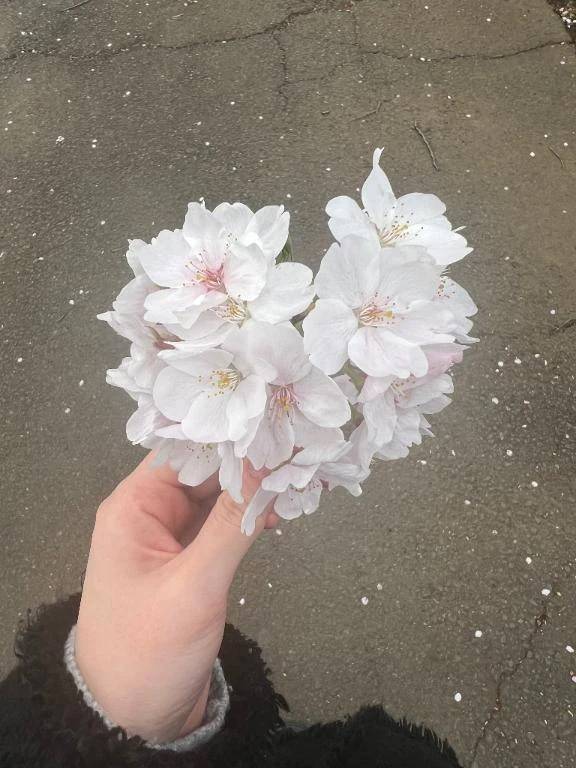 🌷🌸