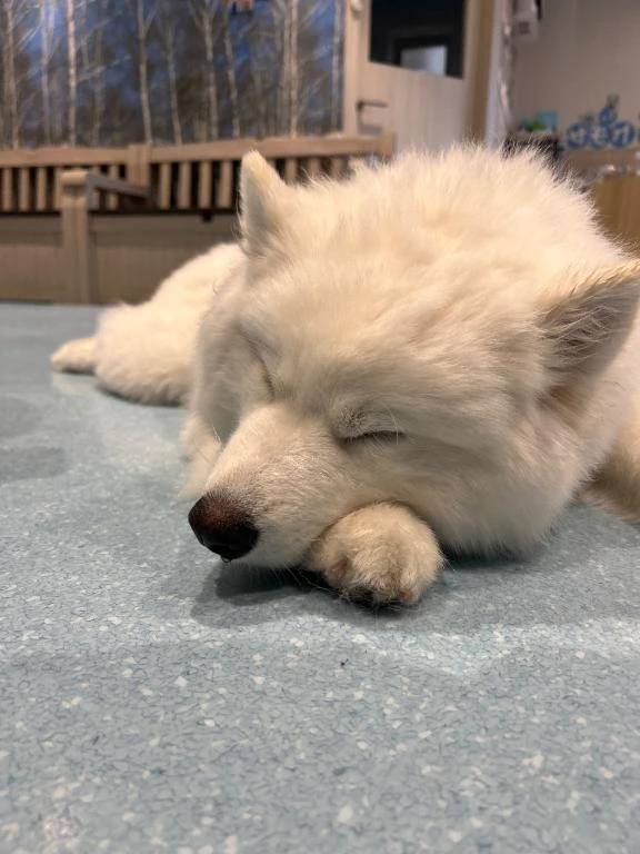 なつめ（デザインプリズム新宿）