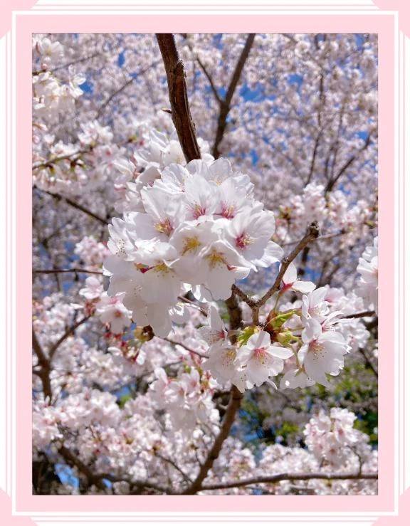 ぽかぽかでしたね🌸