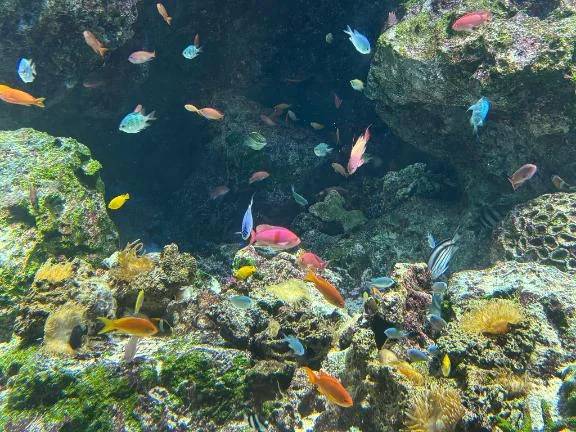 水族館いきたい