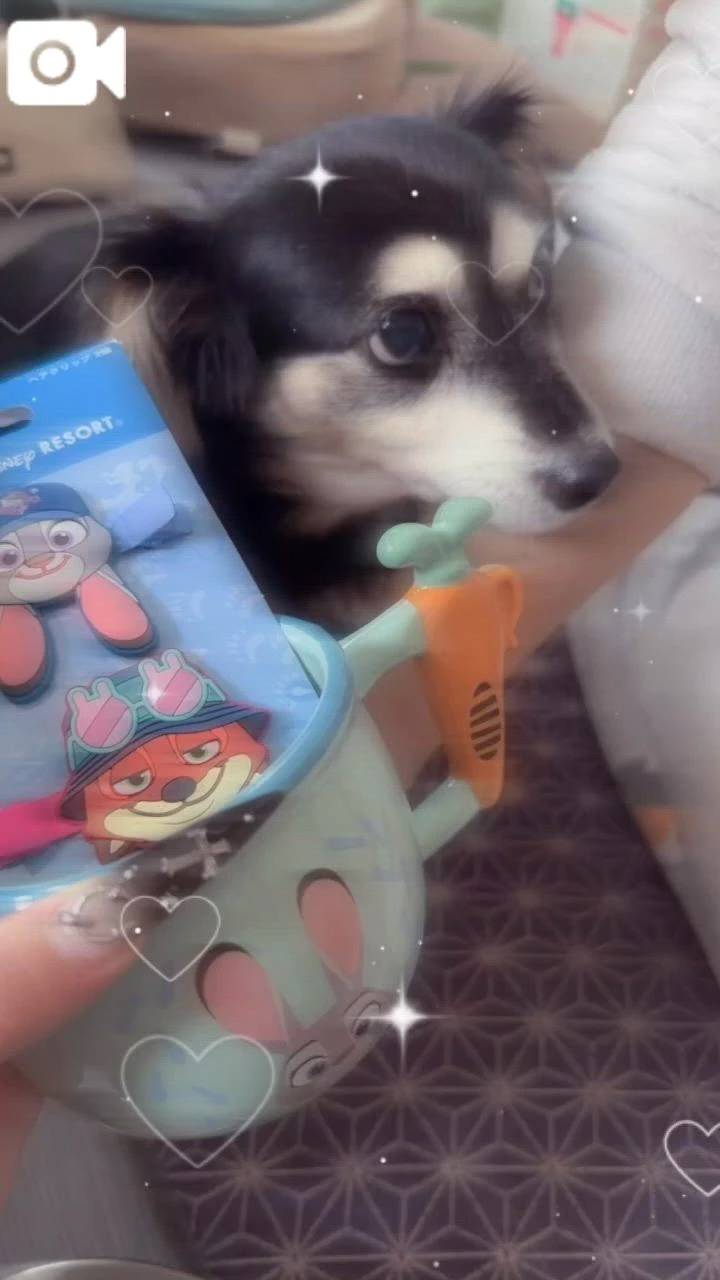 🐶