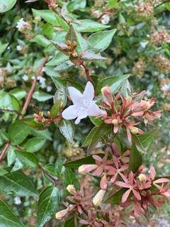 [明日・出勤日]