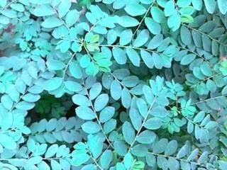 [今日のお礼🌱]