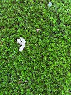 [今日のお礼🌱]