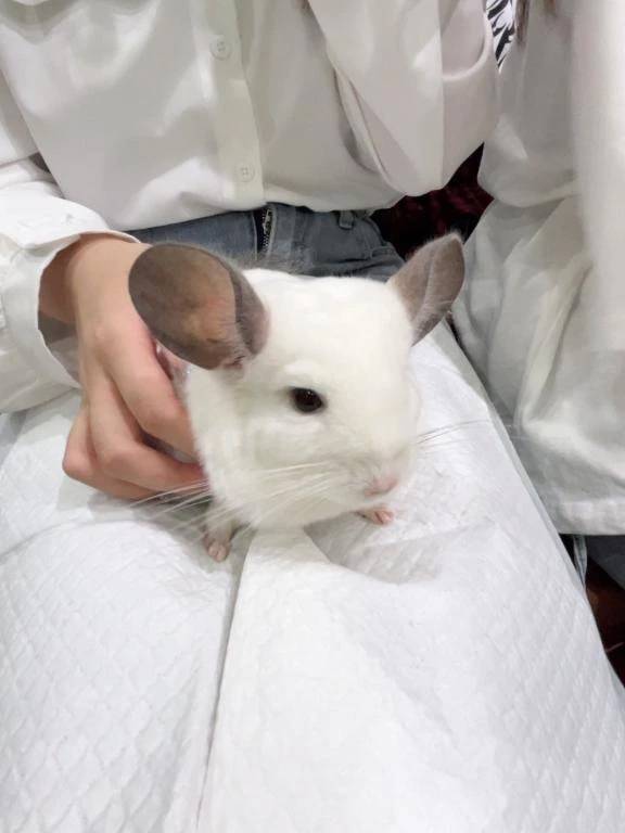 めいです🐑