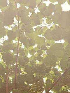 今日のお礼🌿