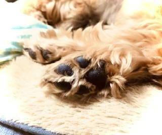 わんちゃん🐕