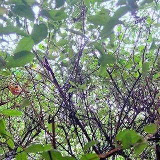 今日のお礼🌿