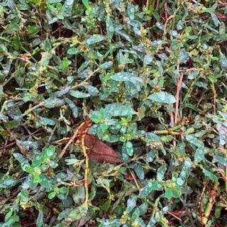 [今週・出勤予定日]