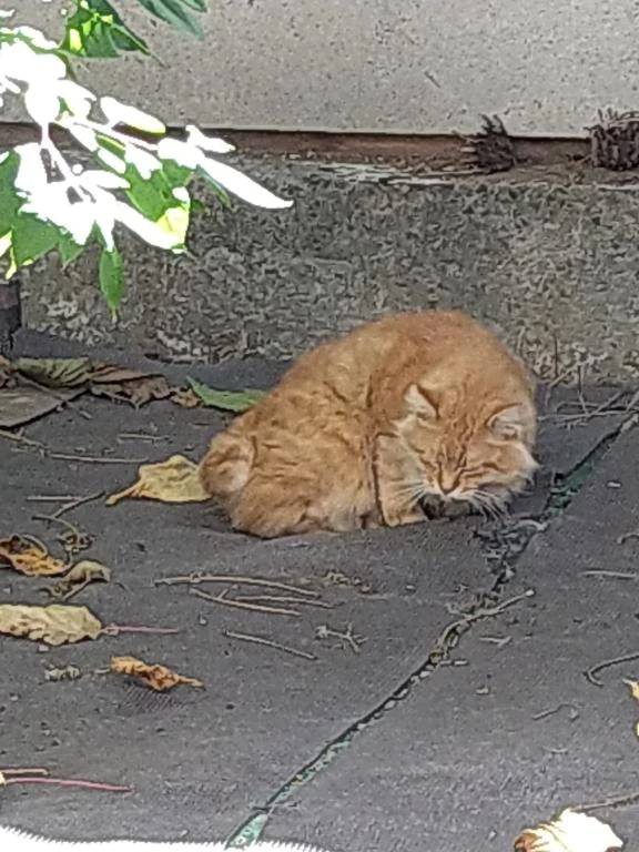 ありがとうございました