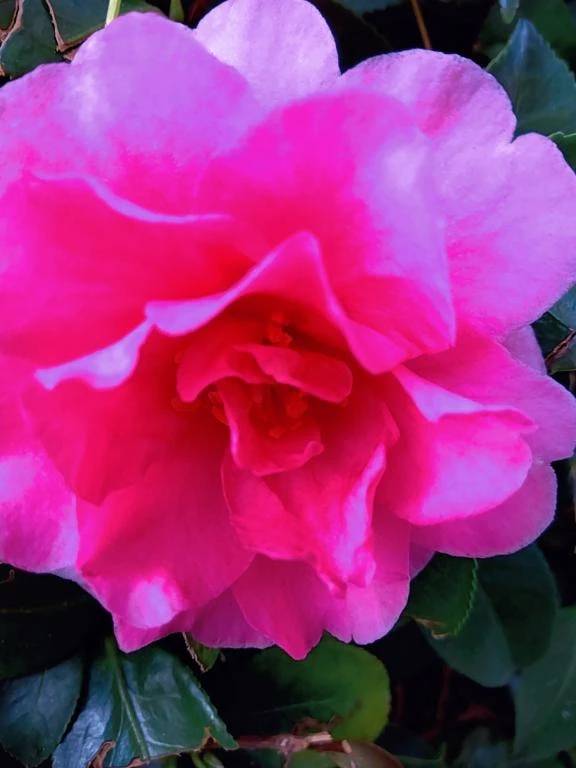 🌸綺麗な花みーつけたっ🌸