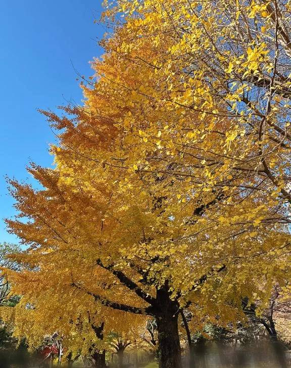 かな（出会い系　人妻ネットワーク　春日部～岩槻編）