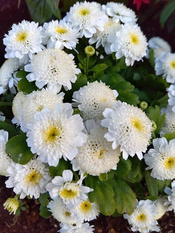 💕お花が好き💕