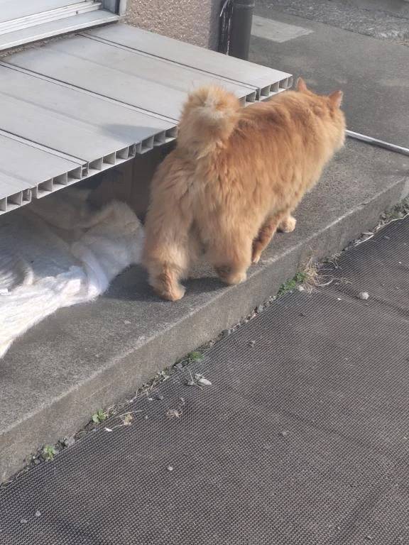 こんにちは❁⃘*.ﾟ