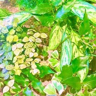 [来週の出勤予定日]