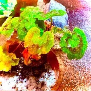 今日のお礼❄️