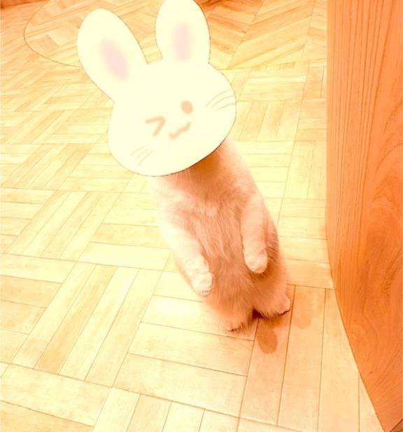 プチパニック🐾