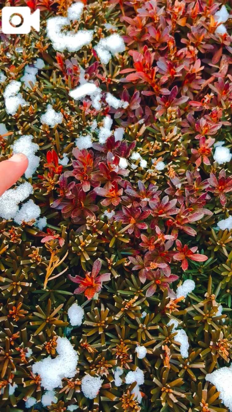 ❄️きらきらパラパラ✨