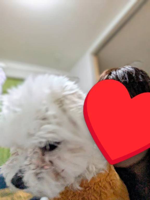 ふつかよいだー