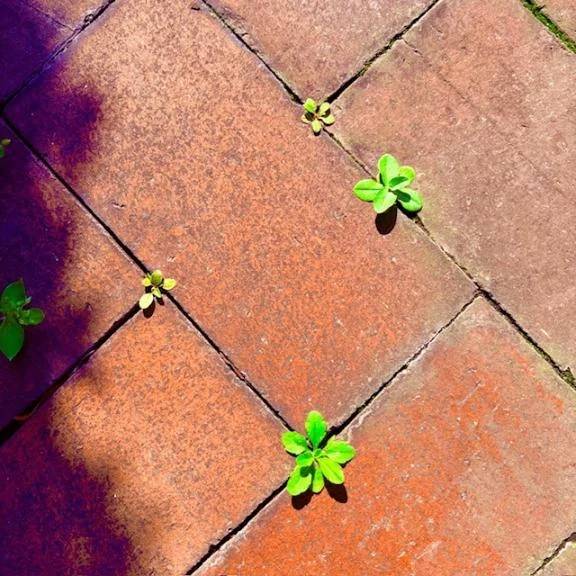 🧱🌱🧱