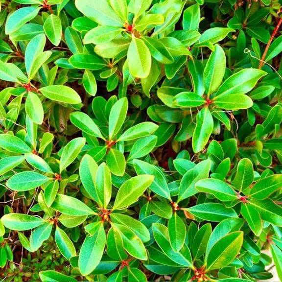 🍀今日のお礼🍀