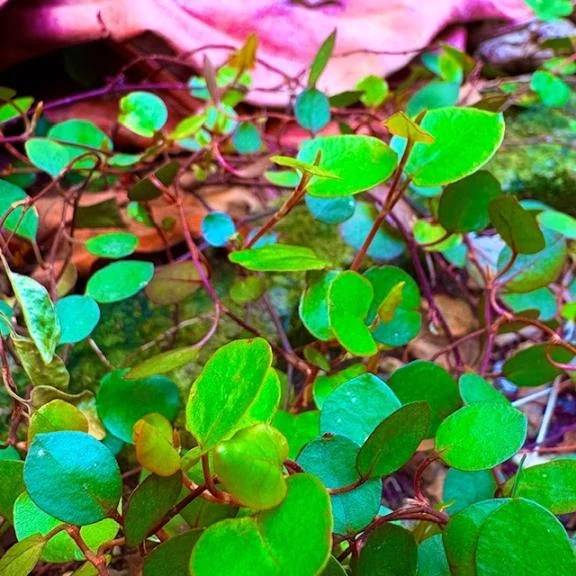 🍀今日のお礼🍀