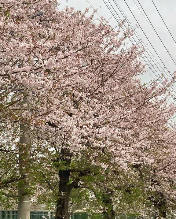れいかです🌸