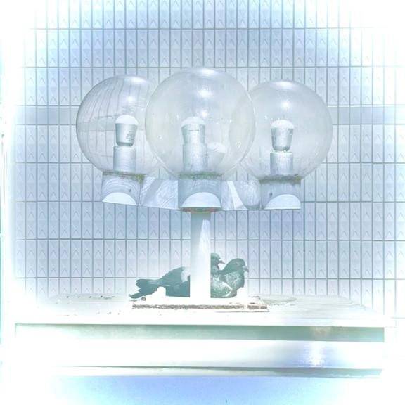 先ほど🕊️