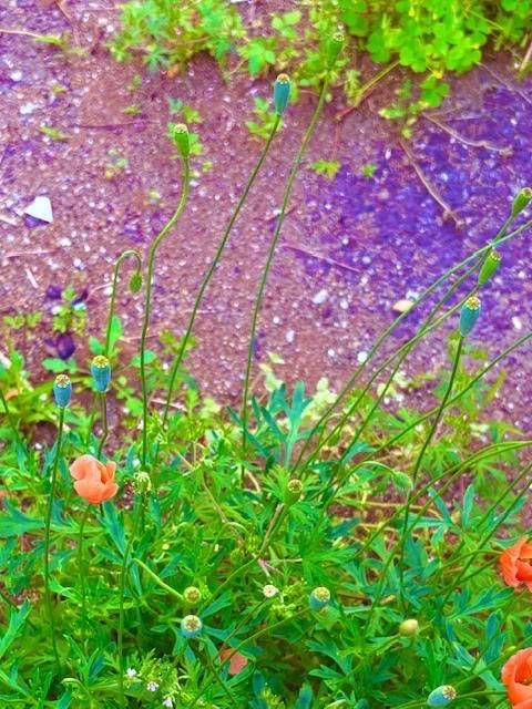 🌺お願い🧤