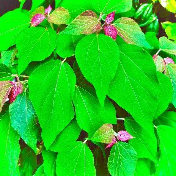 🍀今日のお礼🍀
