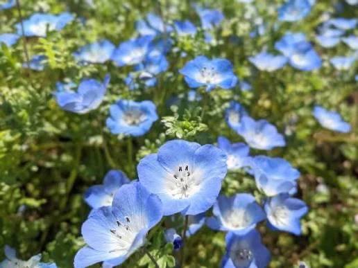 今日は🌸